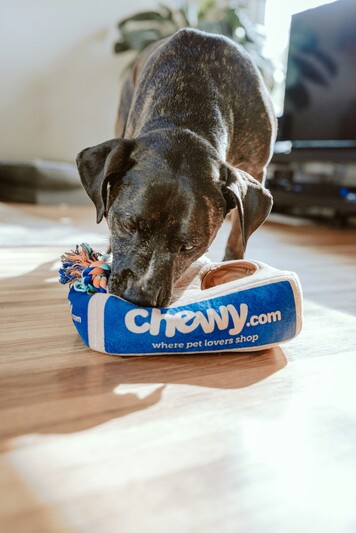Comida para perros