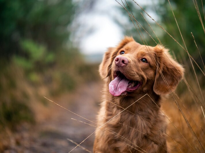 Perro feliz jugando