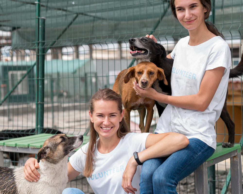 Voluntario cuidando a un perro en un refugio
